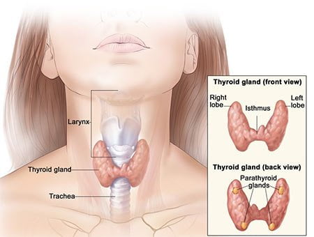 Thyroid Dysfunction Causes Diagnose and Treatment of