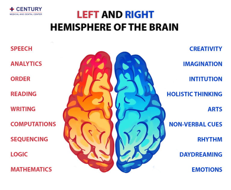 left-and-right-hemisphere-of-the-brain-century-medical-dental-center